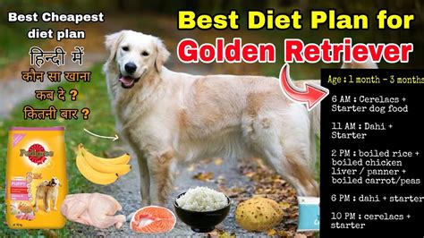 Golden Retriever Puppy Diet Plan