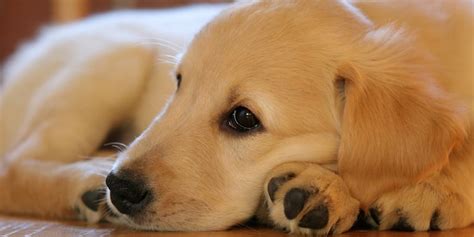 Golden Retriever Puppy Health Problems