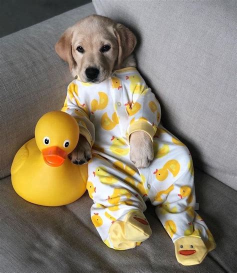 Golden Retriever Puppy In Duck Pajamas