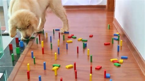 Golden Retriever Puppy Obstacle Course Fail