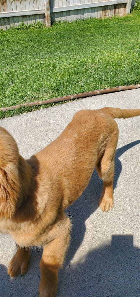 Golden Retriever Puppy Underweight