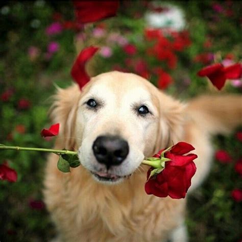 Golden Retriever Puppy With Rose
