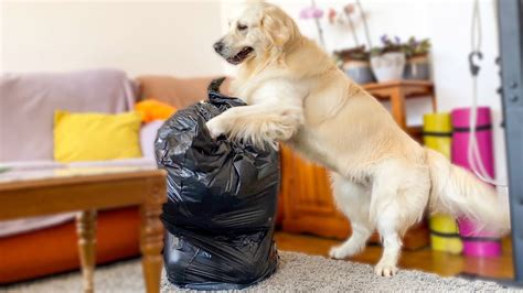 Golden Retriever Puts Puppy In Trash