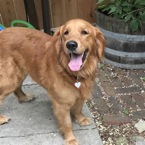 Golden Retriever Rescue Golden Retriever Adoption Shelter