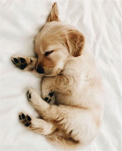 Golden Retriever Sleeping Top 10 Cute Cute Puppies
