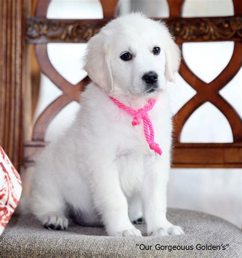 Golden Retriever White Puppies For Sale