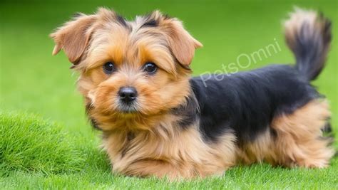 Golden Retriever Yorkie Living Environment