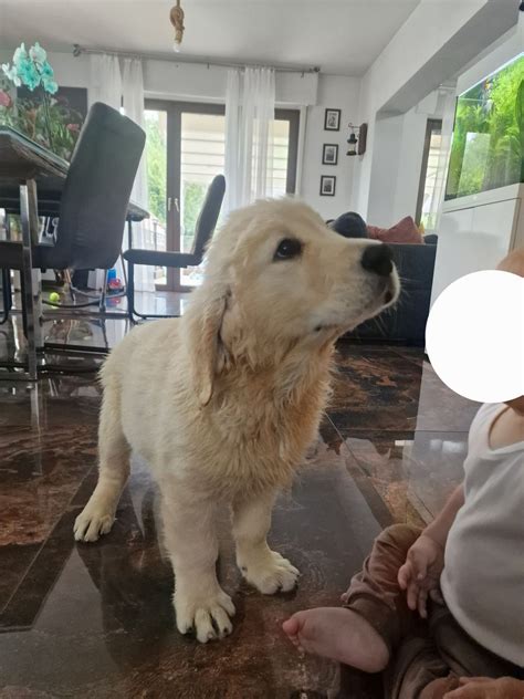 Golden Retriever bei DeineTierwelt. 