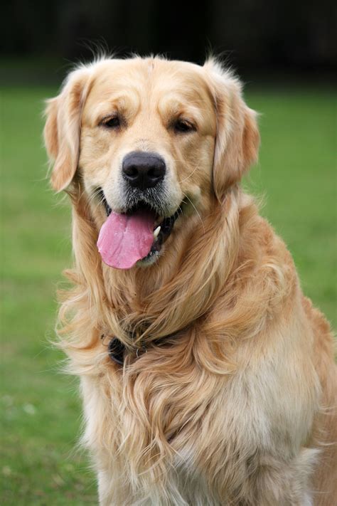 Golden Retrievers Pictures, Images and Stock Photos