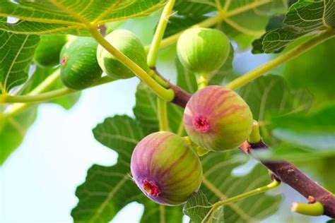 Golden Riverside Fig tree - Dragons Alley Nursery