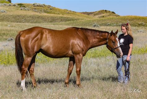 Golden Slew - Aus Ranch Performance Horses