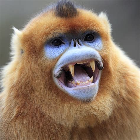 Golden Snub Nosed Monkey Price
