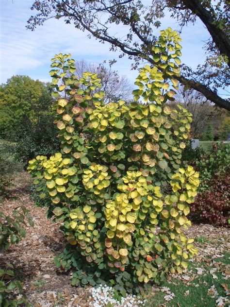 Golden Spirit Smokebush Rotary Botanical Gardens