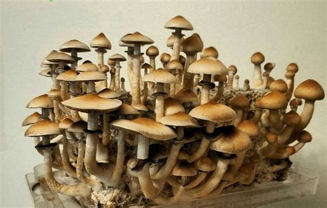 Golden Teacher Mushroom: Everything You Need to …