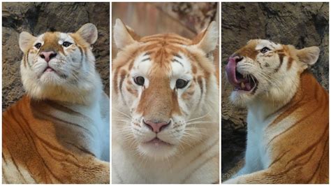 Golden Tiger Casino Australia 2024