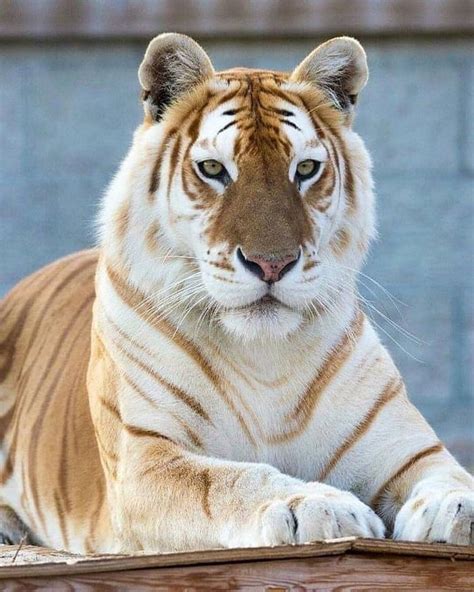 golden tiger casino opinie