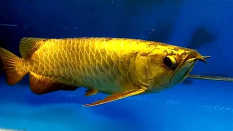 Golden arowana. The minimum size of the tank should be at least 100 gallons (for juveniles) or 200 gallons (for adults). And this is just a bare requirement for the smallest Arowana species, which is Jardini Arowana. However, for other Arowana species like Silver and Green Arowanas, you will need much larger tanks. 