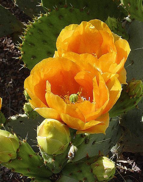 Golden cactus. Things To Know About Golden cactus. 