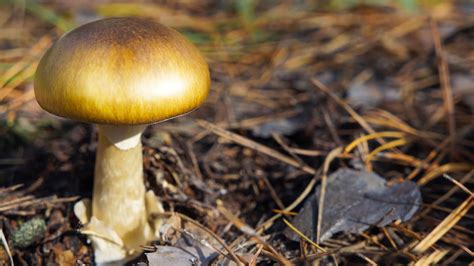 WikiPedia says "Psilocybe cubensis is a species of psychedelic mushroom whose principal active compounds are psilocybin and psilocin. Commonly called shrooms, magic mushrooms, golden tops, cubes, or gold caps, …. 