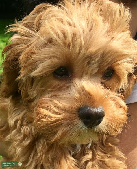Golden cavapoo. Cavapoos are a designer breed that is produced by crossing a Cavalier King Charles Spaniel and a Miniature Poodle. If you’ve been looking for … 