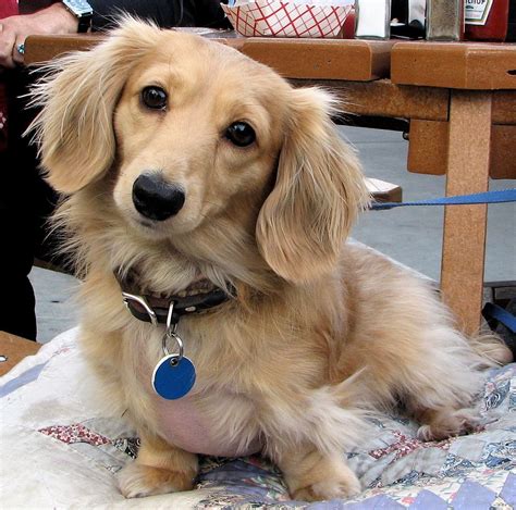 Golden dachsund. A golden dox is often much larger than a dachshund, who usually weighs in at 16-33 pounds. And a golden retriever usually weighs in at about 55-75 pounds. So these golden dox’s usually sit right in the … 