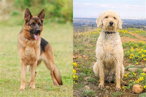 The quick facts about the German shepherd poodle mix below will help you to understand some basics about their appearance, temperament, and care needs. Weight/Height. 25 to 90 lbs/13 to 26 inches. Coat Type. Thicker, longer, and typically wiry, though it can be straight. Grooming Needs.. 