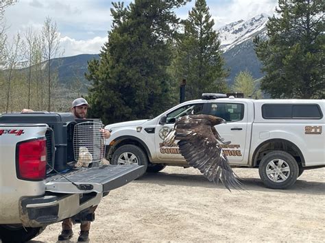 Golden eagles relocated to Summit County from Denver International Airport