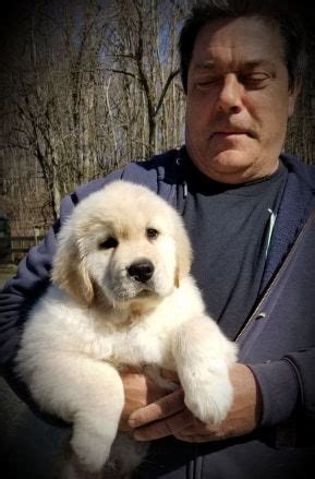 Roberds Farm. Email: roberdsfarmgoldenretrievers@gmail.com. Phone: 517-896-0610. Location: Saint Johns, Michigan. AKC registered, OFA certified and Genetically cleared Golden Retrievers and Golden Mountain Dogs in Saint Johns, Michigan. Socialized, health guaranteed and raised with so much love!