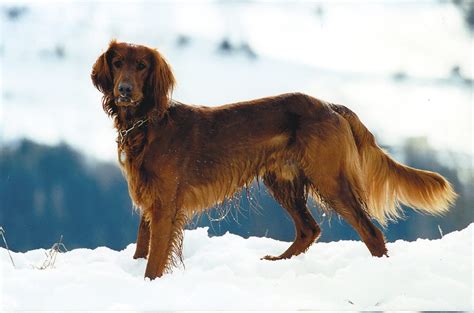 Golden irish dog. The Irish dog can inherit epilepsy, which manifests with mild and severe seizures. Infectious diseases can also trigger this disorder. Hypertrophic Osteodystrophy can lead to lameness. This disorder attributes to excessive amounts of calcium and protein in a dog’s diet and can be deadly. ... Golden Irish (Golden Retriever and Irish Setter … 