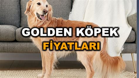 Golden köpek fiyatları eskişehir