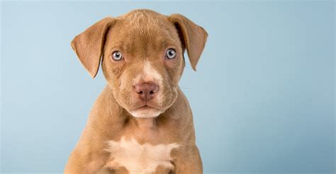 A boxer pit bull mix can range in size from 30-80 pounds. A boxer and pit bull mix puppy that weighs between 20-25 pounds at 3 months old will likely grow to between 50 and 70 pounds at around 1 year old. Your pit bull boxer mix puppy will be fully grown between 12-18 months old.. 