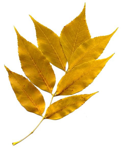 Golden leaves. Golden Leaves only provides its own funeral plans. Golden Leaves does not provide personal recommendations: you must make up your own mind if our funeral plans are suitable for you. If you wish to lodge a complaint with us, you can do this by phone (0800 85 44 48) or email (info@goldenleaves.com) or by post to the address shown. 