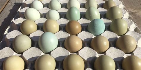 How do you incubate pheasant eggs, anyway? · Place the eggs i