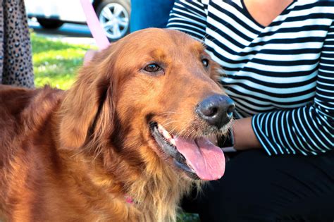 Based in Southwest Florida, Golden Retriever Rescue of Southwest Florida is dedicated to finding exceptional homes for exceptional Golden Retrievers and Golden mixes that are …. 