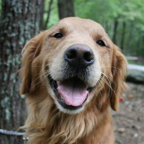 Golden retriever adoption near virginia. .  <a href=https://ask.hippiepreach...
