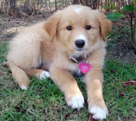 Golden Retriever x Border Collie puppies 🐶. We are excited to announce the arrival of our Golden Collie litter, also known as a Gollie. 🌟 Currently 4 weeks old 🌟. We have 10 beautiful girls & 2 handsome males available. 🌟- White Girl- SOLD.. 