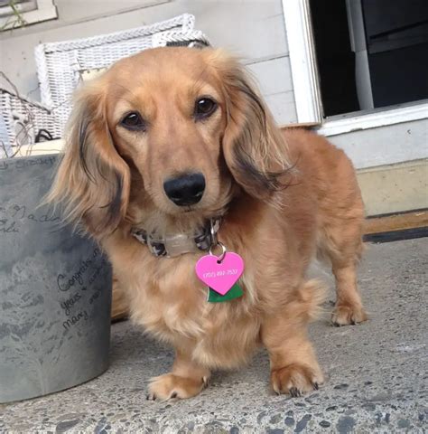 Golden retriever and weiner dog mix. Facts about Golden Retriever Dachshund Mix aka Golden Dox: Fact 1: The Golden Dox is a designer dog breed that originated in the United States, likely in the late 20th century when designer breeds gained popularity. Fact 2: Golden Retrievers and Dachshunds have contrasting appearances, but when combined, they create … 