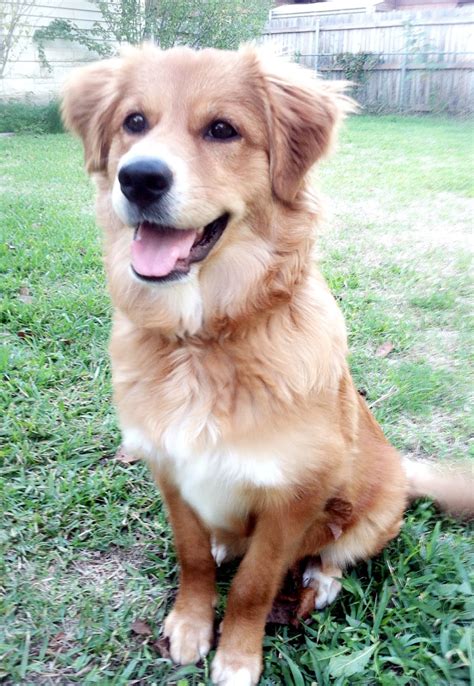 Golden retriever australian shepherd mix. A Border Collie mixed with a Golden Retriever can have variations in their weight ranging from 45-75 pounds. An adult of this breed can grow from 21 inches to 24 inches. Because of crossbreeding, their coats resulted in variations of types and colors. The most common type coat in this breed is the straight one. 