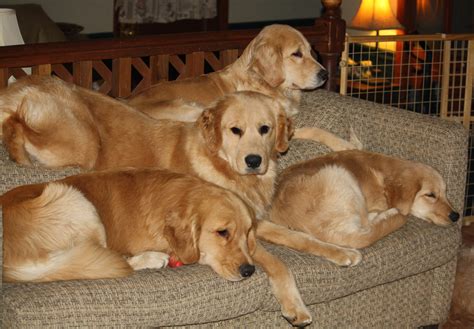 Golden retriever breeders in pa. We have been a small, family breeder of golden retrievers for over 25+ years. Our dogs are the absolute best family dogs- calm, loving, and easy to train. Both our females and studs are AKC registered, and come from champion bloodlines. 