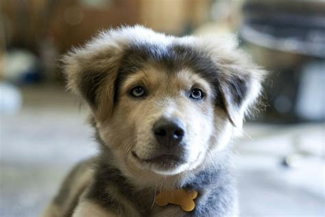 Golden retriever cross husky. This is time to answer puppies’ skyrocketing exercise needs and explore Tricks, Rally, Agility, Field Work, Dock Diving, Obedience, Scent Work, Barn Hunt, and other activities, which establish ... 
