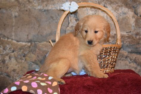 Golden retriever for sale craigslist. We have several female golden retriever puppies available for rehoming. They will be ready for adoption on November 4. Will have vet visit with shots and wormed. 