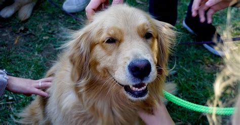 Dark Golden Retriever puppies that have full, solid colored coats from root to tip often retain the color specifics in adulthood. Puppies with different colored undercoats or hair with different colored tips tend to change coat color as the...