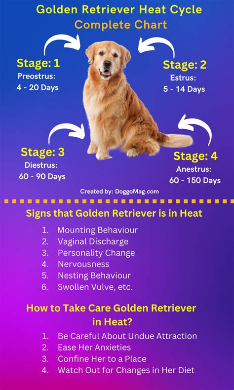 Golden retriever heat cycle chart. .  Confused about canine heat cycle ...