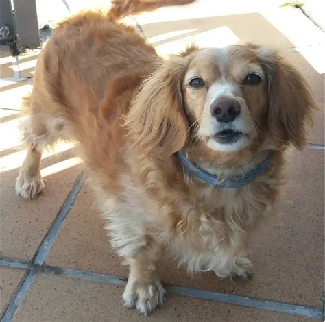 Golden retriever mixed with wiener dog. The mix of golden retriever and dachshund isn't new, though. In fact, the mix is often known as the Golden Dox and is a small to medium dog typically around 20 inches tall and weighing between 30 ... 