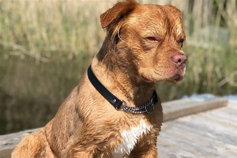 The Golden Retriever Pitbull Mix has a prey drive which means that the dog likes to chase smaller animals such as rabbits and squirrels. So, you'll have to train your dog not to do that. Since these dogs are social by nature, they don't do well in isolation.. 