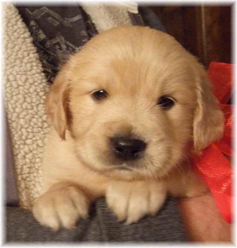 Miniature Golden Retriever family breeder, based in Utah. Working to combine the beauty and charm of the Golden Retriever with smaller size, better health, ....