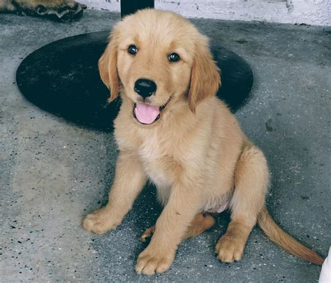 What is the average cost of Golden Retriever puppies in Pensacola, FL?
