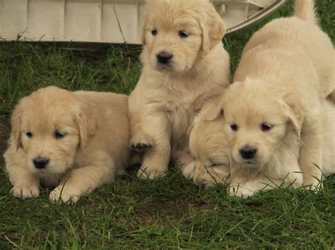 Golden retriever puppies for sale connecticut. Puppy price is 3,450.00. Please review what puppies we have available now and in the near future. To Reserve a puppy now I would need a 500.00 non-refundable deposit which can be done under "Reserve Now!" Any other questions please contact me. 