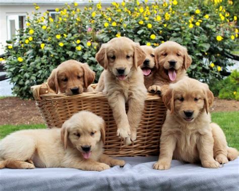 Golden retriever puppies for sale craigslist. Rehoming Golden retriever puppies, 4 light red males, 8 weeks old on Oct 13th, AKC registered w/ papers, fully vac'd, de-wormed, vet-checked. Parents onsite. Call or text 920-two77-0805 for more info. do NOT contact me with unsolicited services or offers. post id: 7669667347. 