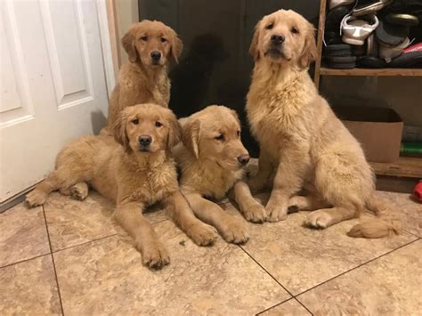 Golden retriever puppies for sale in michigan $500. American Pit Bull Terrier / Golden Retriever. Pickerel, WI. Male, Born on 08/23/2023 - 7 weeks old 